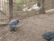 Домашняя птица