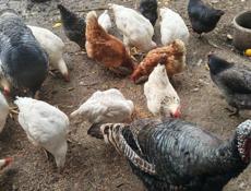 Домашняя птица