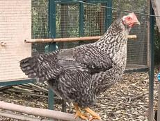 Домашняя птица