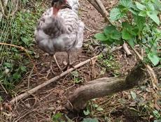 Домашняя птица