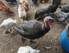 Домашняя птица