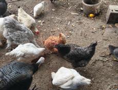 Домашняя птица