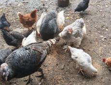 Домашняя птица