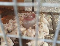 Цыплята бройлер