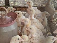 Цыплята бройлер