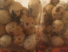 Перепелиные яйца
