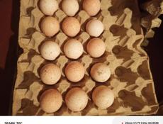 Продаются индюшиные яйца