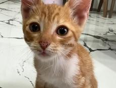 Котята мышеловки