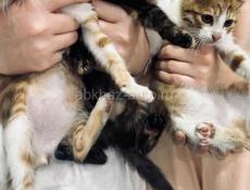 Котята мышеловки