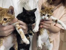 Котята мышеловки