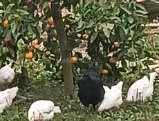 цыплята 2 мес