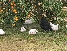 цыплята 2 мес