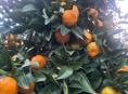 Куплю мандарин оптом 