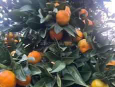 Куплю мандарин оптом 