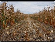 Кукурузное поле 0.3га