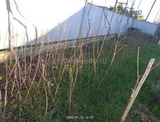 Саженцы фруктов 