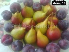 Саженцы фруктов 