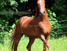 Куплю лошадь