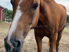 Куплю лошадь