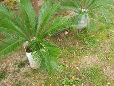 Саговые пальмы срочно