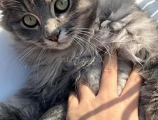 Рычаги на BMW e87