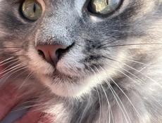 Отдаём котёнка в добрые руки мальчик 