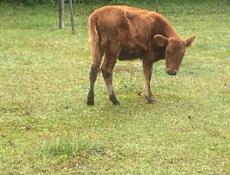 Продаю корову с теленкам или можно отдельно тоже