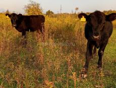 Продаются телки от 4 до 7 месяцев помес обердин ангус все по теле с Илори р Очамчира