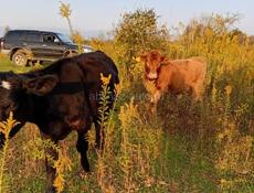 Продаются телки от 4 до 7 месяцев помес обердин ангус все по теле с Илори р Очамчира