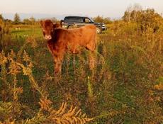 Продаются телки от 4 до 7 месяцев помес обердин ангус все по теле с Илори р Очамчира