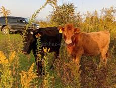 Продаются телки от 4 до 7 месяцев помес обердин ангус все по теле с Илори р Очамчира