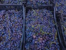 Виноградный сок выгодно