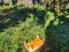 Самосбор мандаринов