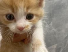 отдаем пушистиков в добрые руки 🥰🥰