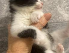 отдаем пушистиков в добрые руки 🥰🥰