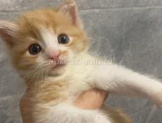 отдаем пушистиков в добрые руки 🥰🥰