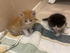 отдаем пушистиков в добрые руки 🥰🥰