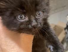 отдаем пушистиков в добрые руки 🥰🥰