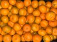 Куплю мандарины