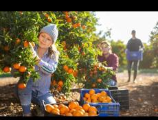 Группа сборщиков ищет работу.Сбор мандаринов. 