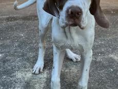 Английский пойнтер