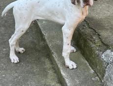 Английский пойнтер