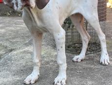 Английский пойнтер