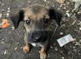 Бездомные щенята 