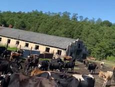 Продам ферму