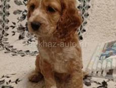 Щенки Спаниель 💞💞💞💞💞💞💞💞💞💞💞💞💞💞