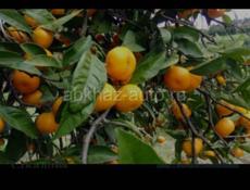 Сборка укладка мандаринов