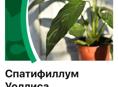 Спатифиллум Комнатные цветы