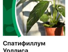 Спатифиллум Комнатные цветы
