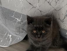 Чистокровные британские котята! 